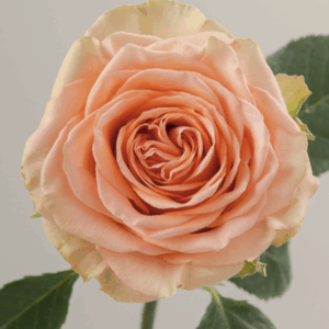 ROSE COUNTRY HOME - 40 MC